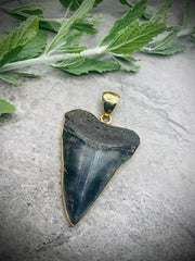 ALCHEMIA MEDIUM FOSSIL SHARK TOOTH PENDANT - ANCIENT EDGE