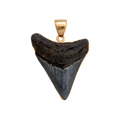ALCHEMIA MEDIUM FOSSIL SHARK TOOTH PENDANT - ANCIENT EDGE