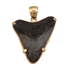 Alchemia Prong Set Shark Tooth Pendant - Primal Force