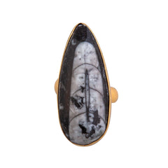 Alchemia Orthoceras Adjustable Ring