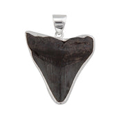 Sterling Silver Fossil Shark Tooth Pendant - Silver Tide