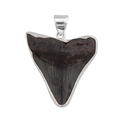 Sterling Silver Fossil Shark Tooth Pendant - Silver Tide