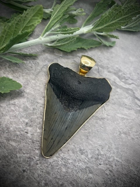 ALCHEMIA MEDIUM FOSSIL SHARK TOOTH PENDANT #3