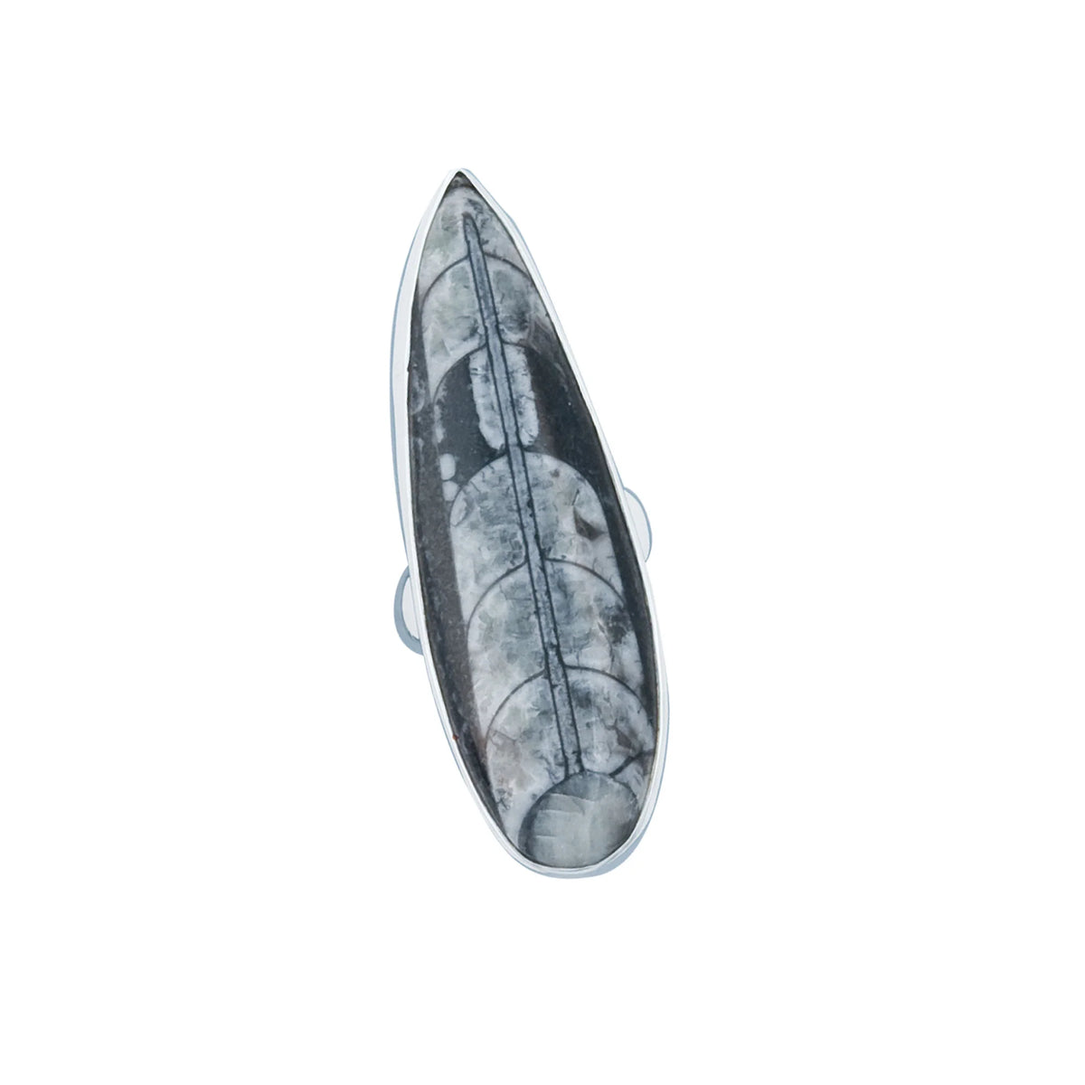 Sterling Silver Orthoceras Adjustable Ring