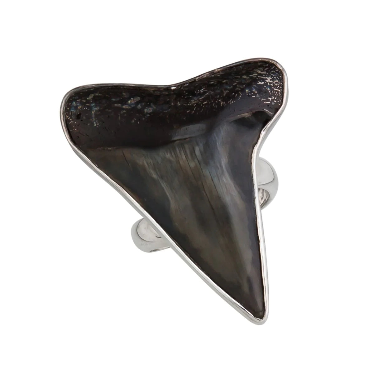 STERLING SILVER FOSSIL SHARK TOOTH ADJUSTABLE RING - MEDIUM